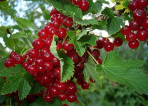 Красная смородина в духах L'AMBRE